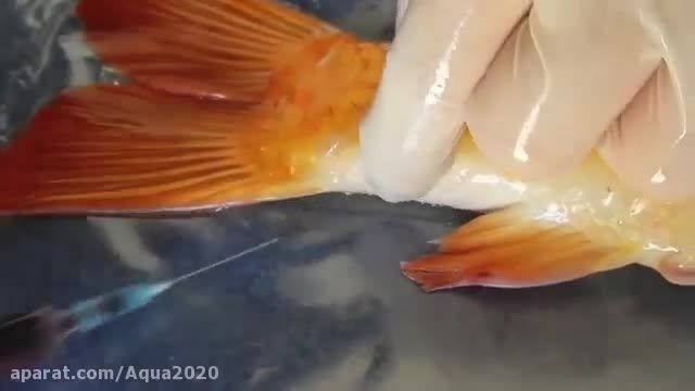 فیلم آموزشی نحوه خونگیری از ماهی 