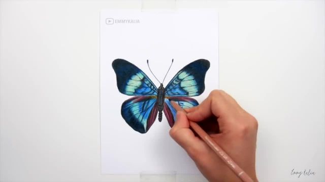 طراحی و رنگ امیزی یک پروانه زیبا با مداد رنگی