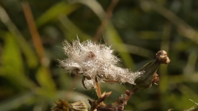 دانلود ویدیو مستند کوتاه - قاتلانی کونگ فو کار از قلمرو پادشاهی حشرات
