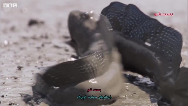 دانلود ویدیو مستندی کوتاه -ماهی گل‌پیما (Mudskippers)
