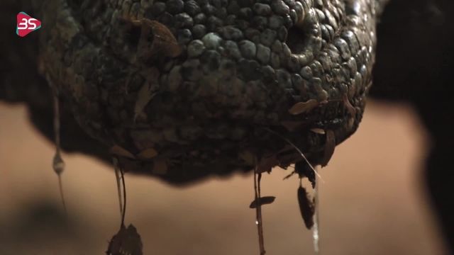 دانلود ویدیو مستند کوتاه -صحنه ای از شکار مخوف اژدهای کومودو