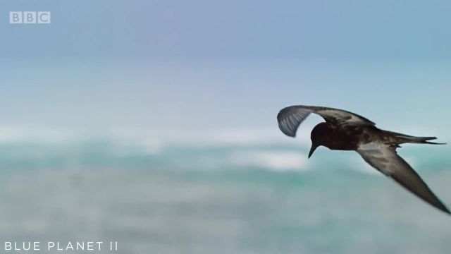 دانلود ویدیو مستند کوتاه -شکار پرنده توسط ماهی شاه‌گیش بزرگ