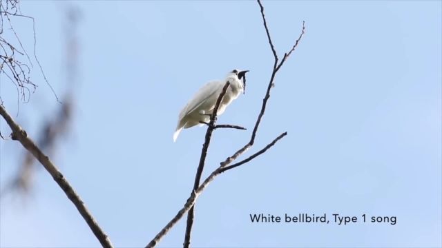 دانلود ویدیو مستند کوتاه -پرنده ای که صدایش به گوشتان آسیب جدی میرساند!