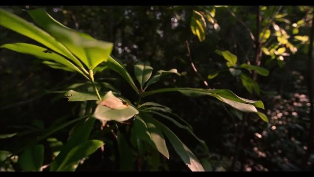 دانلود ویدیو مستند کوتاه -پارک ملی Redwood آمریکا