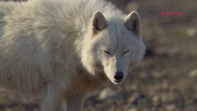 دانلود ویدیو مستندی کوتاه -گرگ سفید قطبی