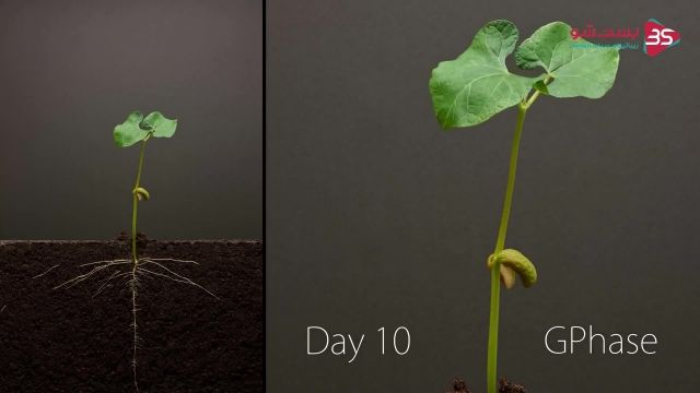 دانلود ویدیو مستند کوتاه -مراحل رشد دانه‌ی لوبیا