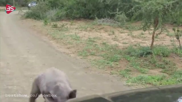 ویدیو واقعی از حمله حیوانات وحشی به خودروها