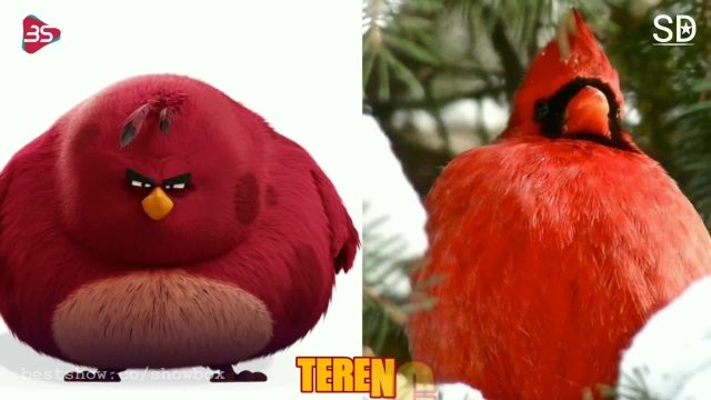 شخصیت های انیمیشن پرطرفدار Angry Birds (پرندگان خشمگین) در دنیای واقعی