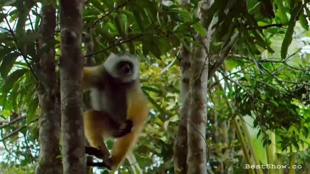 دانلود ویدیو مستند کوتاه -حیات وحش ماداگاسکار