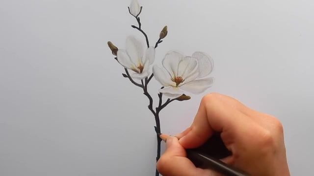 اموزش نقاشی با مداد رنگی ( گل مگنولیای سفید )
