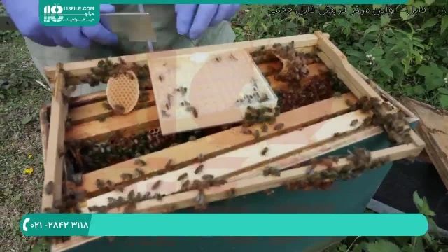آموزش پرورش زنبور عسل و نحوه ی ساخت کندوی عسل 