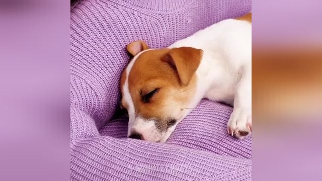 ویدیو جالب چند روش مختلف از سبکهای متفاوت زندگی کردن با سگ و گربه 