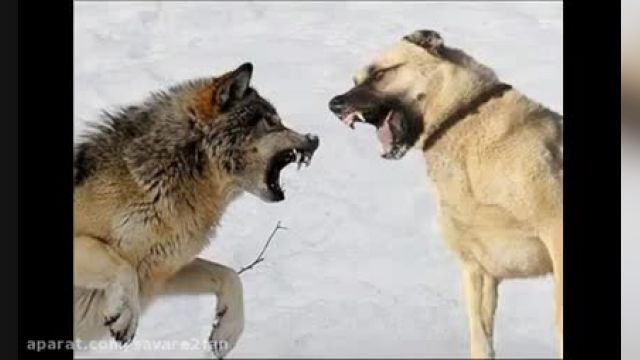 جنگ سگ گله با گرگ