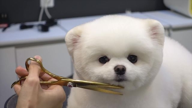 کوتاه کردن موی سگ بامزه و کوچولو