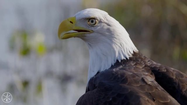 دانلود ویدیو مستند کوتاه -پرندگان شکاری
