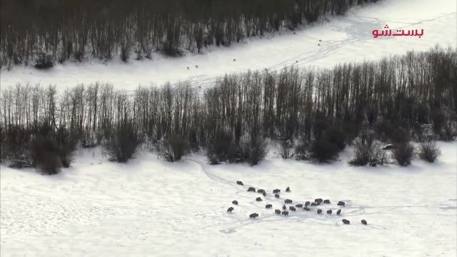 دانلود ویدیو مستندی کوتاه -شکار بزرگترین حیوان زمینی در آمریکای شمالی