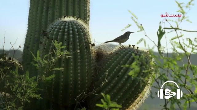 دانلود ویدیو مستندی کوتاه -جشن پرندگان با زنبورهای طلایی عسل