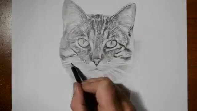 طراحی گربه