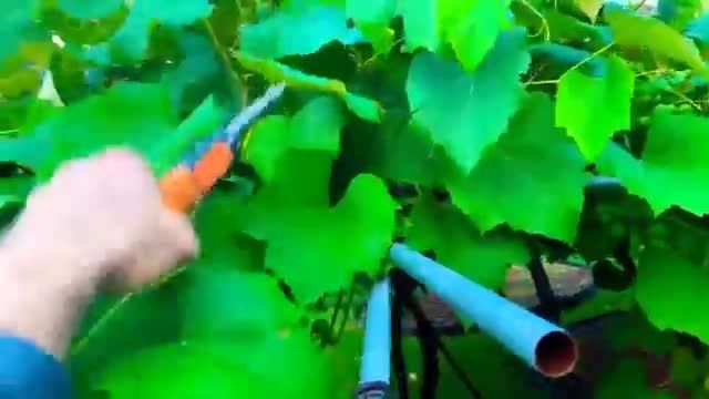آموزش باغبانی - زمان هرس درخت انگور در تابستان