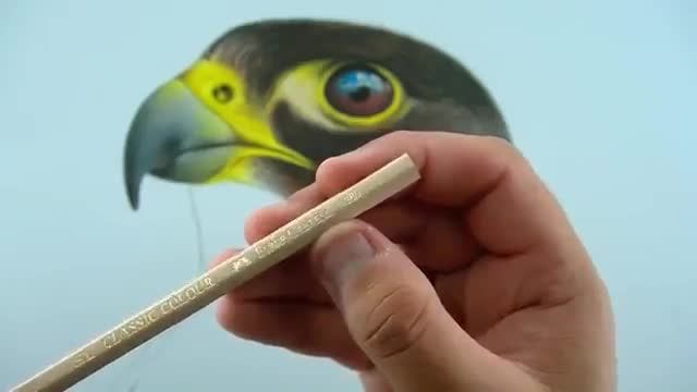 نقاشی با مداد رنگی شاهین