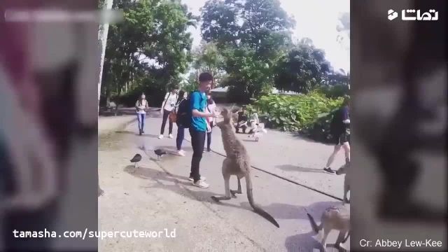 دانلود ویدیو خنده دار حمله حیوانات به انسان ها !