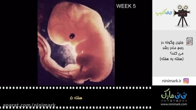 مراحل رشد جنین هفته به هفته تصویری