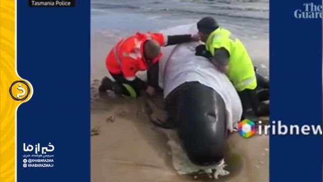 مرگ دسته جمعی 380 نهنگ به گل نشسته در استرالیا