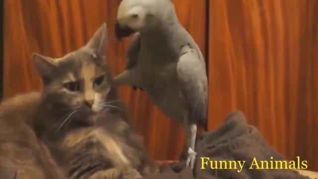دانلود ویدیو طنز و خنده دار حیوانات بامزه !