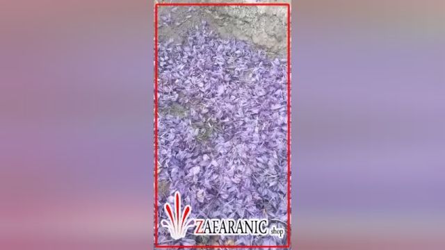 کاربرد گلبرگ زعفران - خرید زعفران از کشاورز - زعفرانیک