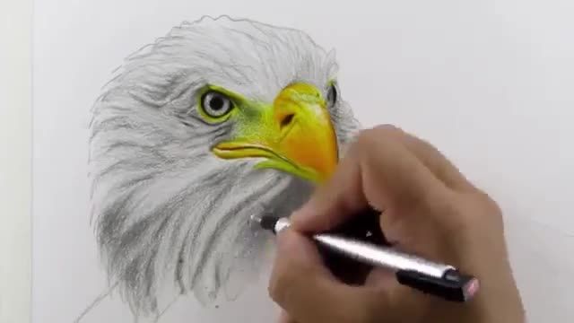 نقاشی با مداد رنگی عقاب