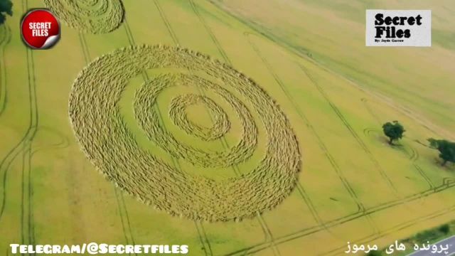 ویدیوی واقعی ظهور 2 حلقه مزرعه در روسیه (شکار دوربین _ قسمت 49)