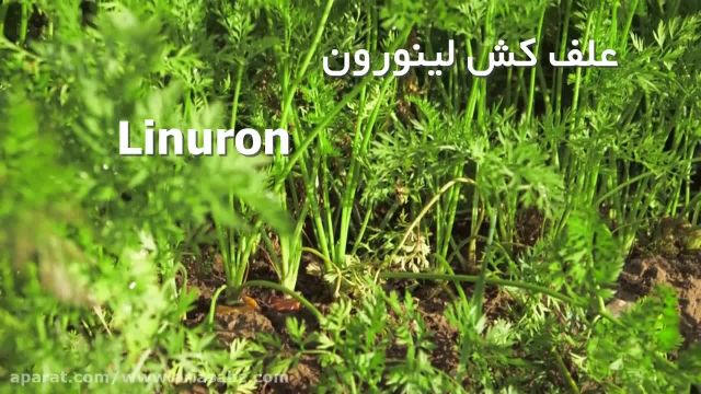 علف کش لینورون، علف کش انتخابی مزارع هویج| Linuron