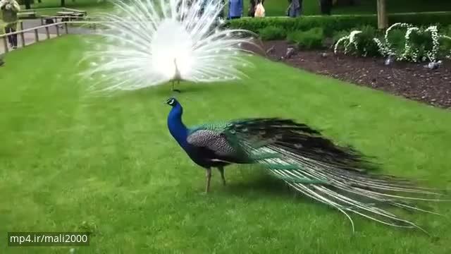 کلیپ بسیار زیبا از باز شدن پرهای طاووس بسیار زیبا !