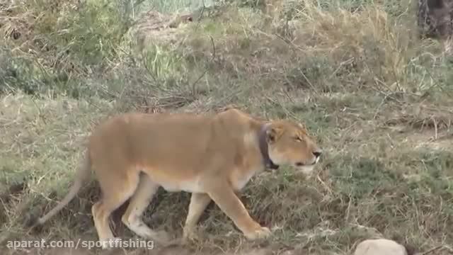 کلیپ هیجان‌انگیز شکار شدن گورخر توسط شیر ها !