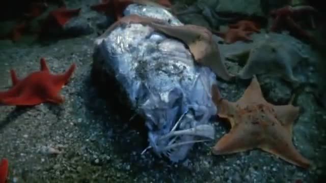 ویدیو بسیار جذاب از تایم لپس خوردن ماهی توسط ستاره دریایی !