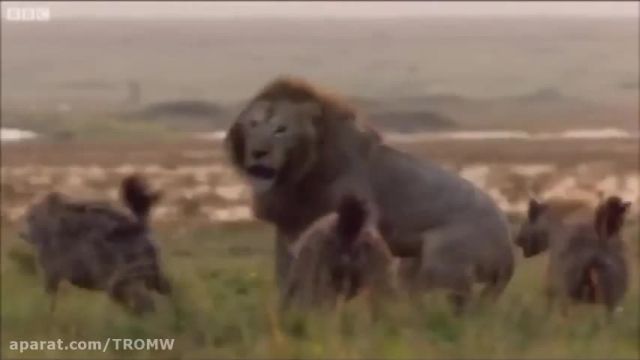 مستند راز بقا - حمله گروهی کفتار ها به شیر تنها !