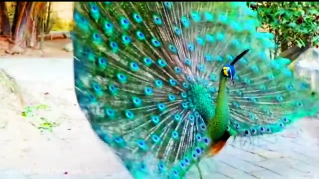 کلیپ بسیار زیبا و هیجان انگیز از باز کردن پرهای طاووس !