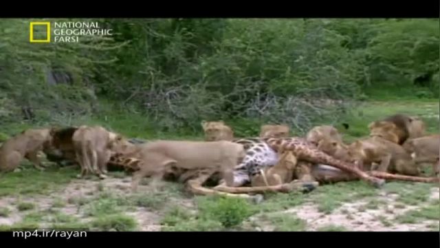 کلیپ وحشتناک شکار دسته ای از شیر های گشنه در حیات وحش !