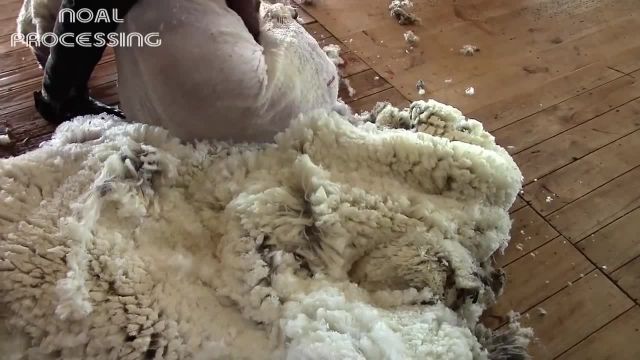 ویدیو کلیپ جالب از مراحل تولید نخ و پارچه از پشم گوسفندان