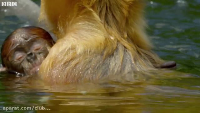 کلیپ جالب شیرجه میمون پوزه دار به رودخانه پر از تمساح