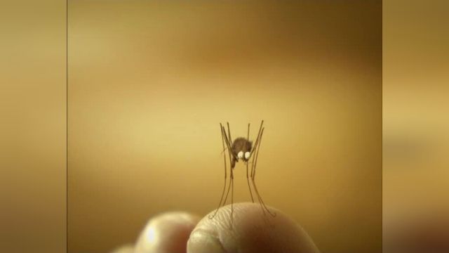 دانلود انیمیشن زندگی خصوصی حشرات قسمت هفتاد ویک