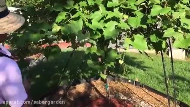 کلیپ جالب از سم پاشی درخت انگور - یک آموزش عالی برای باغبان ها !