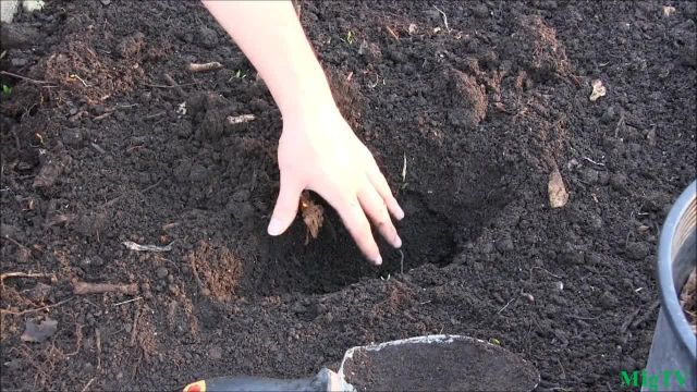 آموزش تصویری کاشت و پرورش گیاه مارچوبه به صورت ویدیویی