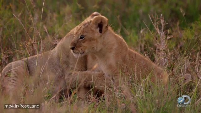 کلیپ بسیار زیبا بازی کردن بچه شیرها در کنار والدین !