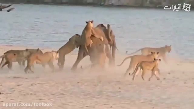 کلیپ حیرت‌انگیز از جنگ بین فیل ها و شیر ها !
