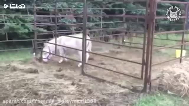 کلیپ جالب و باحال فرار کردن حیوانات از قفس !