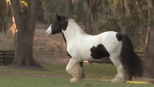 کلیپ جالب 8 تا از زیباترین اسب های دنیا !