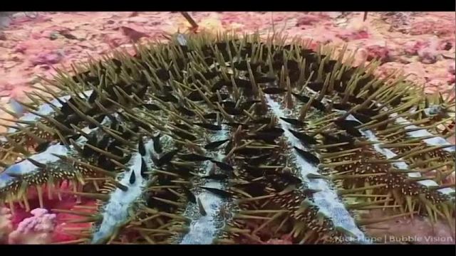 ویدیو مستند اسرار اعماق اقیانوس - قسمت ششم