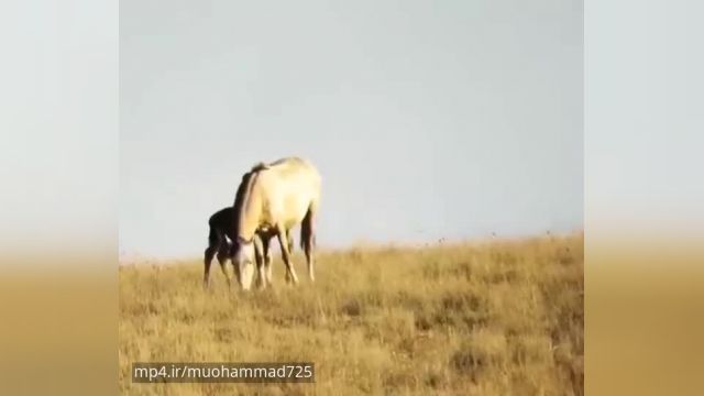 کلیپ هیجان‌انگیز حمله ناموفق پلنگ ایرانی به کره اسب 