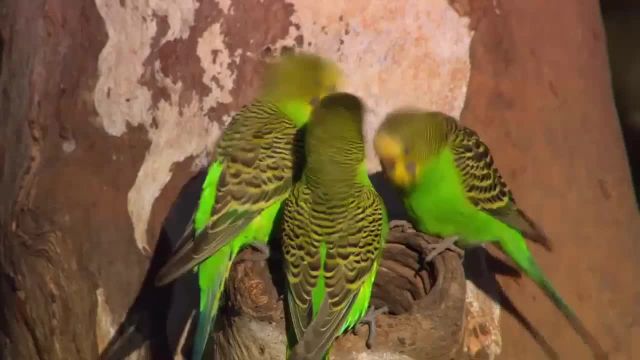 ویدیو بسیار دیدنی از پرندگان استرالیا - قسمت دوم !